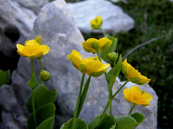 Ranunculus thora / Ranuncolo erba-tora
